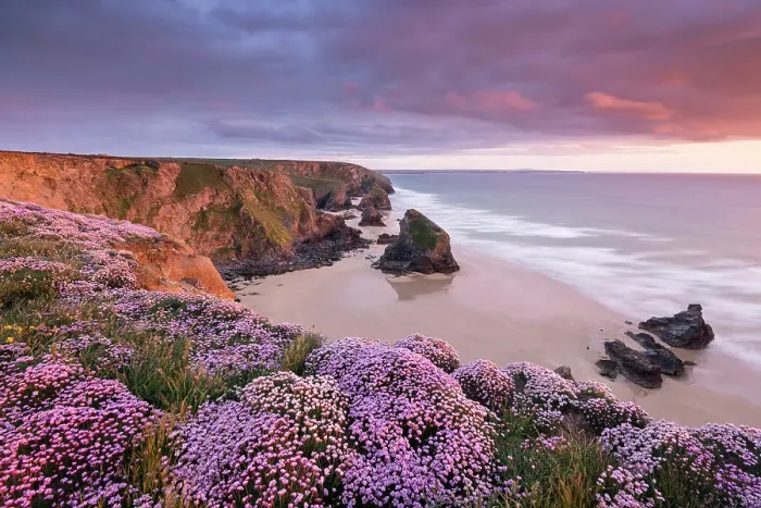 Framed Print : RF- Pink thrift (Armeria maritima) flowering on the coastal cliffs tops at Bedruthan Steps, Cornwall, UK. May 2013 Framed Print : RF- Pink thrift (Armeria maritima) flowering on the coastal cliffs tops at Bedruthan Steps, Cornwall, UK. May 2013