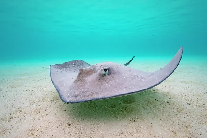 Framed Print : RF - Pink whipray (Pateobatis fai) swimming over sandy seabed in shallow water, Moorea, French Polynesia, Pacific Ocean Framed Print : RF - Pink whipray (Pateobatis fai) swimming over sandy seabed in shallow water, Moorea, French Polynesia, Pacific Ocean