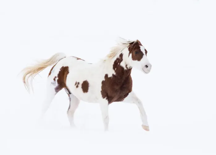 Framed Print : RF- Pinto Quarter horse in snow at ranch, Shell, Wyoming, USA, February Framed Print : RF- Pinto Quarter horse in snow at ranch, Shell, Wyoming, USA, February