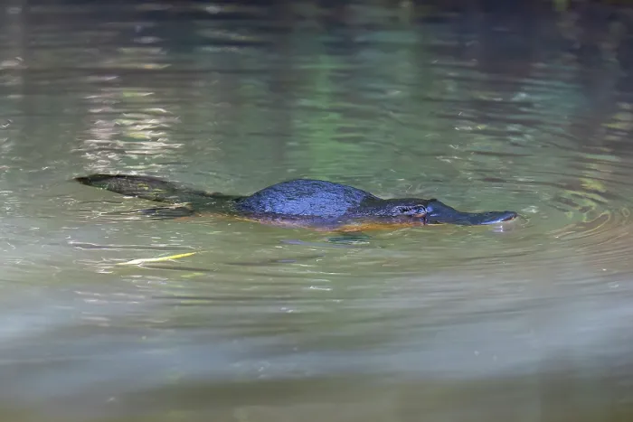 Framed Print : RF - Platypus (Ornithorhynchus anatinus) surfacing between foraging dives, Yungaburra, Queensland, Australia Framed Print : RF - Platypus (Ornithorhynchus anatinus) surfacing between foraging dives, Yungaburra, Queensland, Australia