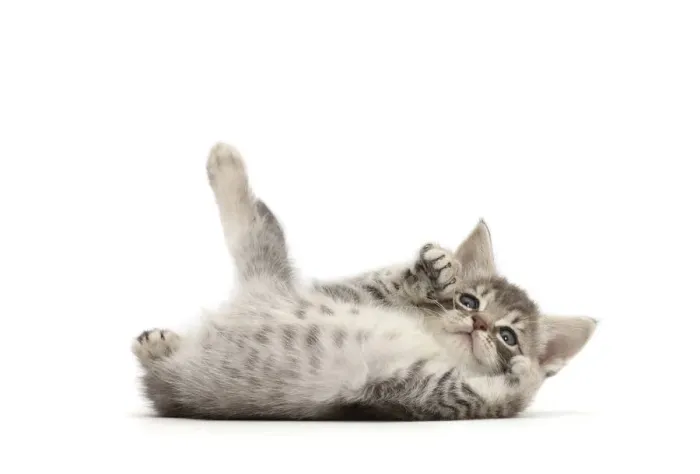 Framed Print : RF - Playful Silver tabby kitten rolling on back Framed Print : RF - Playful Silver tabby kitten rolling on back