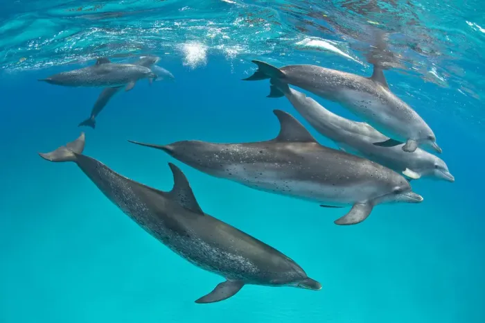 Framed Print : RF- Pod of Atlantic spotted dolphins (Stenella frontalis) over shallow sand bank Framed Print : RF- Pod of Atlantic spotted dolphins (Stenella frontalis) over shallow sand bank