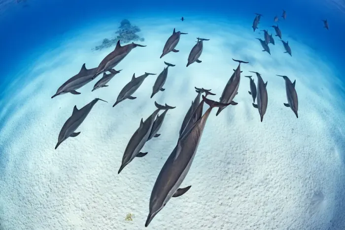 Framed Print : RF - Pod of Spinner dolphins (Stenella longirostris) cruise in formation over the sand of Framed Print : RF - Pod of Spinner dolphins (Stenella longirostris) cruise in formation over the sand of
