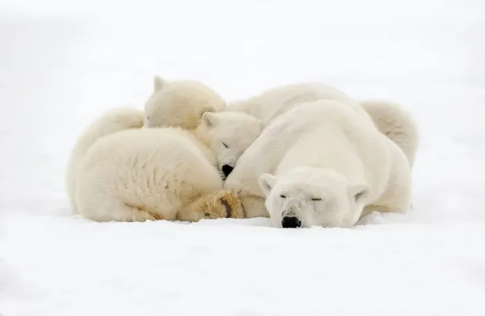 Framed Print : RF - Polar Bear (Ursus maritimus), female resting, with two cubs along a barrier Framed Print : RF - Polar Bear (Ursus maritimus), female resting, with two cubs along a barrier