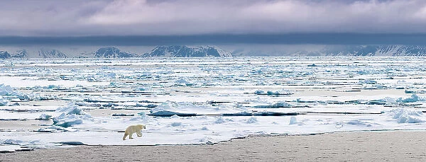 RF - Polar Bear (Ursus maritimus) walking on ice flow. Woodfjorden, northern Spitsbergen, Svalbard, Arctic Norway. (digitally stitched image) (This image may be licensed either as rights managed or royalty free.)