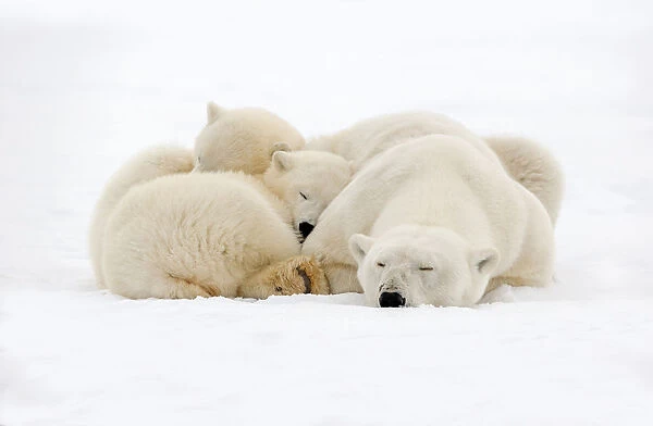 RF - Polar Bear (Ursus maritimus), female resting, with two cubs along a barrier