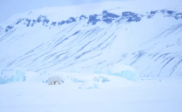 Framed Print : RF - Polar bear (Ursus maritimus) male, looking for food with snow covered hills in background, Svalbard, Norway. April Framed Print : RF - Polar bear (Ursus maritimus) male, looking for food with snow covered hills in background, Svalbard, Norway. April