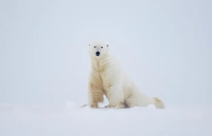 Framed Print : RF - Polar bear (Ursus maritimus) male on snow, portrait, Svalbard, Norway. April. (This image may be licensed either as rights managed or royalty free.) Framed Print : RF - Polar bear (Ursus maritimus) male on snow, portrait, Svalbard, Norway. April. (This image may be licensed either as rights managed or royalty free.)