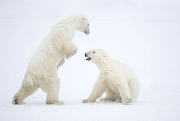 RF - Polar Bear (Ursus maritimus) males fighting, Churchill, Canada, November
