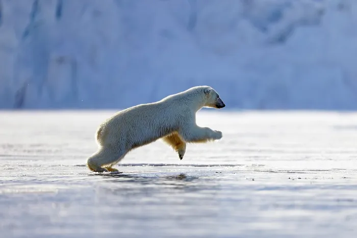 Framed Print : RF - Polar bear (Ursus maritimus) running over ice, Spitsbergen, Norway. May. (This image may be licensed either as rights managed or royalty free.)