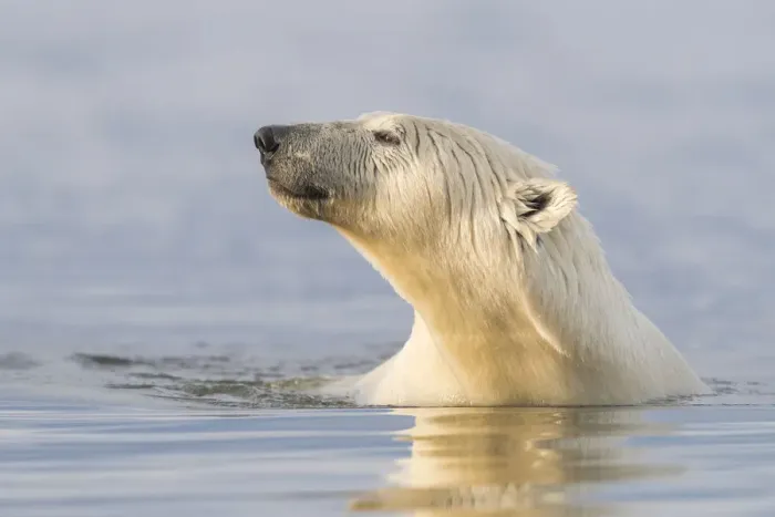 Framed Print : RF-Polar bear (Ursus maritimus) swimming in Beaufort Sea, portrait Framed Print : RF-Polar bear (Ursus maritimus) swimming in Beaufort Sea, portrait