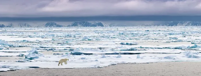 Framed Print : RF - Polar Bear (Ursus maritimus) walking on ice flow. Woodfjorden, northern Spitsbergen, Svalbard, Arctic Norway. (digitally stitched image) (This image may be licensed either as rights managed or royalty free.) Framed Print : RF - Polar Bear (Ursus maritimus) walking on ice flow. Woodfjorden, northern Spitsbergen, Svalbard, Arctic Norway. (digitally stitched image) (This image may be licensed either as rights managed or royalty free.)