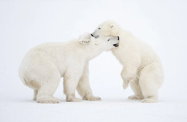 RF - Polar Bears (Ursus maritimus) males fighting, Churchill, Canada, November