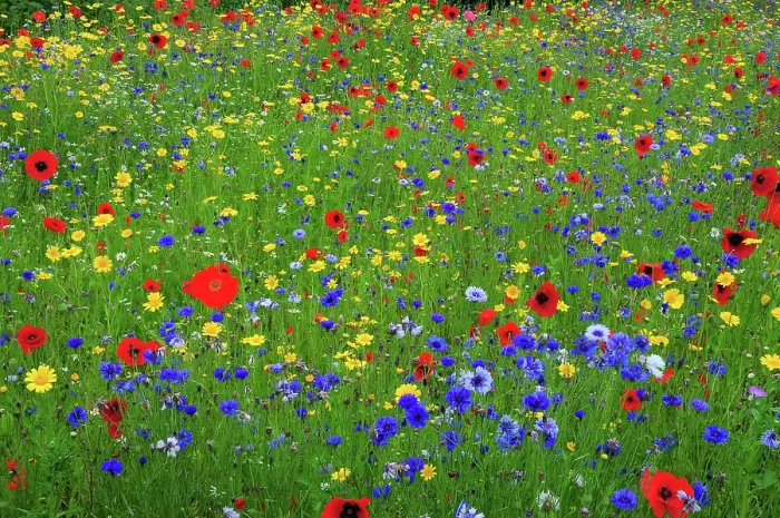 Framed Print : RF - Poppies (Papaver rhoeas), Corn marigolds (Glebionis segetum) and Cornflowers (Centaurea cyanus) flowering in cultivated wild flower meadow, near Wareham, Dorset, UK. July
