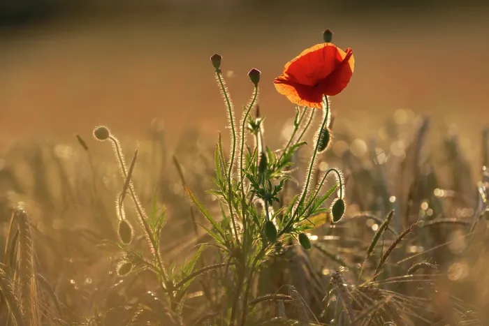 Framed Print : RF - Poppy (Papaver rhoeas) flowering in a cornfield, backlit in evening light, Soham, Cambridgeshire, UK. June Framed Print : RF - Poppy (Papaver rhoeas) flowering in a cornfield, backlit in evening light, Soham, Cambridgeshire, UK. June