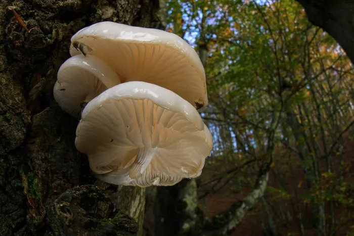 Framed Print : RF - Porcelain fungus (Oudemansiella mucida) growing on a Beech tree (Fagus sylvatica) in autumn, Passo del Bocco, Genoa, Italy. November