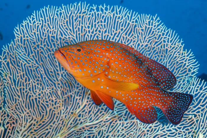 Framed Print : RF - Portrait of a coral grouper (Cephalopholis miniata) next to a sea fan (Annella sp Framed Print : RF - Portrait of a coral grouper (Cephalopholis miniata) next to a sea fan (Annella sp
