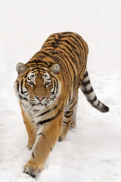 RF- Portrait of Siberian tiger (Panthera tigris altaica) walking in snow, captive