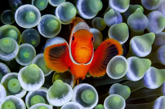 Framed Print : RF - Portrait of Spinecheek anemonefish (Premnas biaculeatus Framed Print : RF - Portrait of Spinecheek anemonefish (Premnas biaculeatus