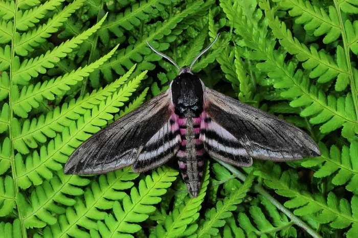 Framed Print : RF - Privet hawkmoth (Sphinx ligustri) resting on ferns, Dorset, England, UK. June. Captive. (This image may be licensed either as rights managed or royalty free.) Framed Print : RF - Privet hawkmoth (Sphinx ligustri) resting on ferns, Dorset, England, UK. June. Captive. (This image may be licensed either as rights managed or royalty free.)