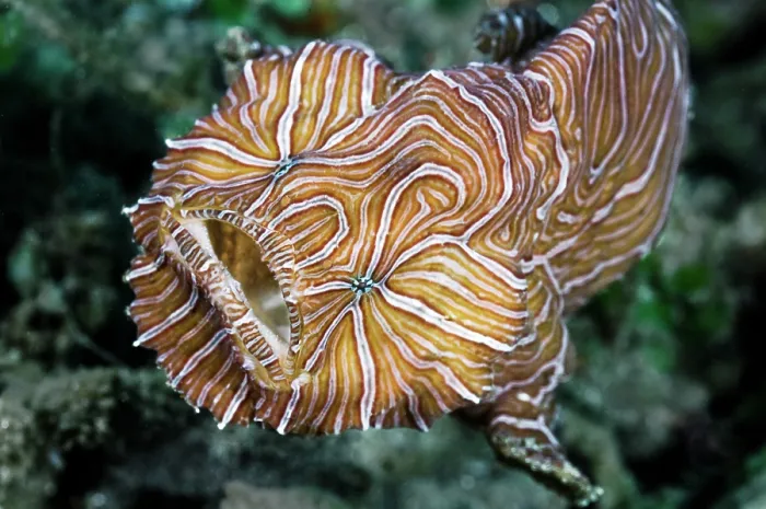 Framed Print : RF - Psychedelic frogfish (Histiophryne psychedelica) portrait, Ambon, Indonesia, Pacific Ocean. (This image may be licensed either as rights managed or royalty free.) Framed Print : RF - Psychedelic frogfish (Histiophryne psychedelica) portrait, Ambon, Indonesia, Pacific Ocean. (This image may be licensed either as rights managed or royalty free.)