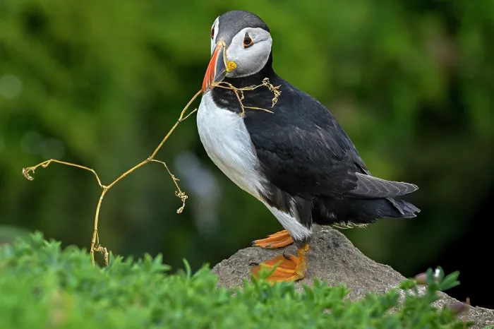 Framed Print : RF - Puffin (Fratercula arctica) collecting nesting material, Great Saltee Island, County Wexford, Republic of Ireland. June Framed Print : RF - Puffin (Fratercula arctica) collecting nesting material, Great Saltee Island, County Wexford, Republic of Ireland. June