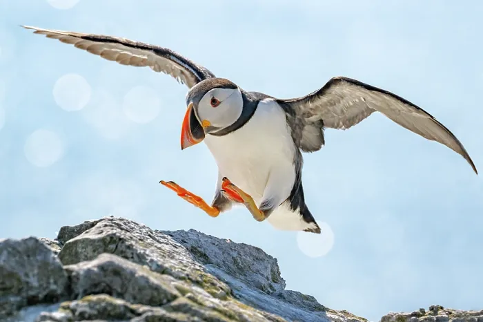 Framed Print : RF - Puffin (Fratercula arctica) landing on rocks, Lunga, Isle of Mull, Scotland, UK. June. (This image may be licensed either as rights managed or royalty free.) Framed Print : RF - Puffin (Fratercula arctica) landing on rocks, Lunga, Isle of Mull, Scotland, UK. June. (This image may be licensed either as rights managed or royalty free.)