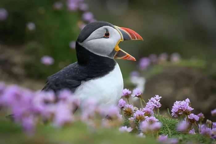 Framed Print : RF - Puffin (Fratercula arctica) perched among Sea thrift (Armeria maritima) calling, Great Saltee Island, County Wexford, Republic of Ireland. June, 2022 Framed Print : RF - Puffin (Fratercula arctica) perched among Sea thrift (Armeria maritima) calling, Great Saltee Island, County Wexford, Republic of Ireland. June, 2022