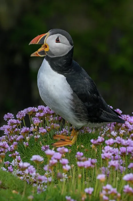 Framed Print : RF - Puffin (Fratercula arctica) perched among Sea thrift (Armeria maritima) calling, Great Saltee Island, County Wexford, Republic of Ireland. June, 2022 Framed Print : RF - Puffin (Fratercula arctica) perched among Sea thrift (Armeria maritima) calling, Great Saltee Island, County Wexford, Republic of Ireland. June, 2022