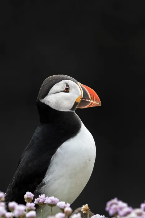 Framed Print : RF - Puffin (Fratercula arctica) portrait, Noss, Shetland Islands, Scotland, UK. June. (This image may be licensed either as rights managed or royalty free.) Framed Print : RF - Puffin (Fratercula arctica) portrait, Noss, Shetland Islands, Scotland, UK. June. (This image may be licensed either as rights managed or royalty free.)