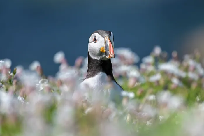 Framed Print : RF - Puffin (Fratercula arctica) standing among Bladder campion (Silene vulgaris), Great Saltee Island, County Wexford, Republic of Ireland. June, 2023 Framed Print : RF - Puffin (Fratercula arctica) standing among Bladder campion (Silene vulgaris), Great Saltee Island, County Wexford, Republic of Ireland. June, 2023