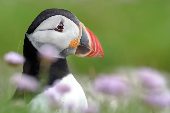 Framed Print : RF - Puffin (Fratercula arctica) standing among pink wildflowers, Noss, Shetland Islands, Scotland, UK. June Framed Print : RF - Puffin (Fratercula arctica) standing among pink wildflowers, Noss, Shetland Islands, Scotland, UK. June
