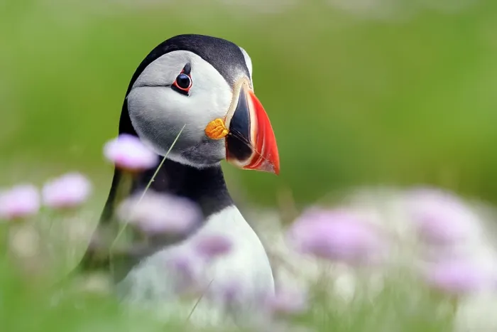 Framed Print : RF - Puffin (Fratercula arctica) standing among pink wildflowers, Noss, Shetland Islands, Scotland, UK. June Framed Print : RF - Puffin (Fratercula arctica) standing among pink wildflowers, Noss, Shetland Islands, Scotland, UK. June