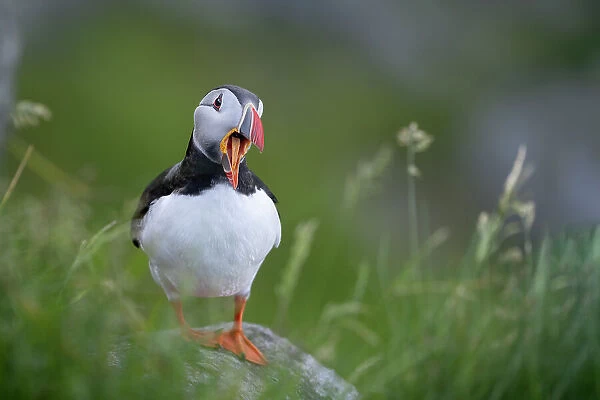 RF - Puffin (Fratercula arctica) standing on rock, yawning, Runde, Norway. June. (This image may be licensed either as rights managed or royalty free. )