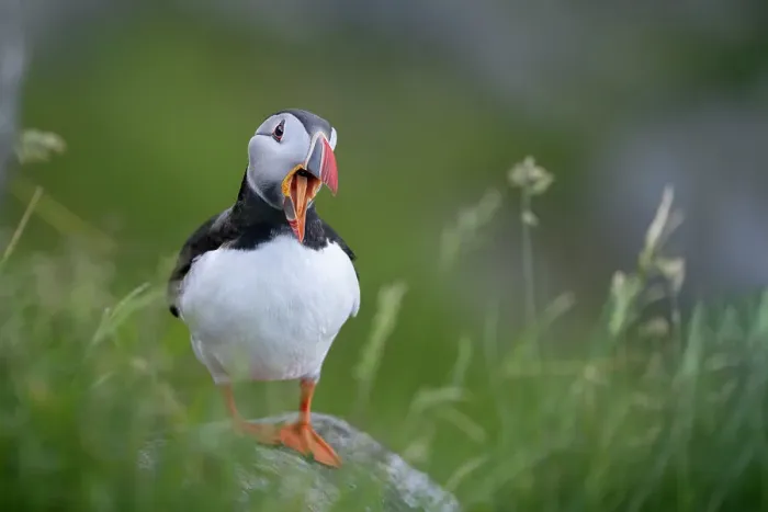 Framed Print : RF - Puffin (Fratercula arctica) standing on rock, yawning, Runde, Norway. June. (This image may be licensed either as rights managed or royalty free. ) Framed Print : RF - Puffin (Fratercula arctica) standing on rock, yawning, Runde, Norway. June. (This image may be licensed either as rights managed or royalty free. )