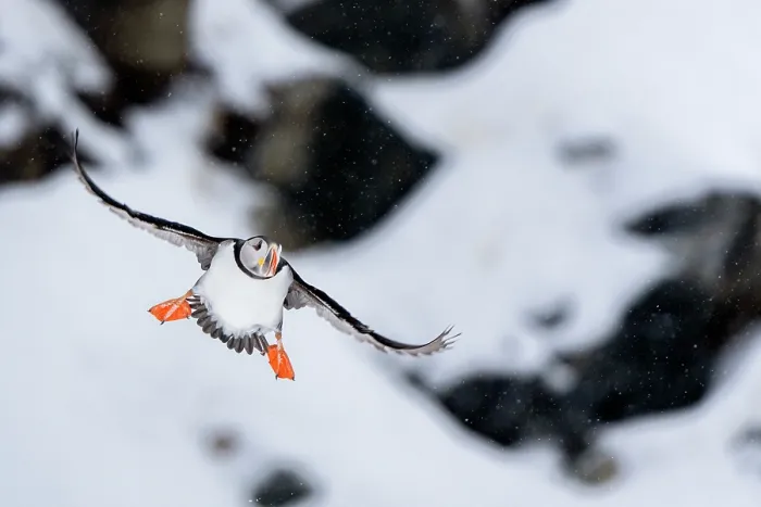 Framed Print : RF - Puffin (Fratercula artica) taking flight in winter conditions with snow in background, Hornoya, Varanger, Finnmark, Norway. March Framed Print : RF - Puffin (Fratercula artica) taking flight in winter conditions with snow in background, Hornoya, Varanger, Finnmark, Norway. March