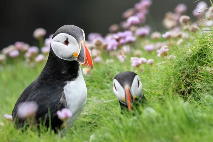 Framed Print : RF - Two Puffins (Fratercula arctica) resting among grass and pink flowers, Noss, Shetland Islands, Scotland, UK. June Framed Print : RF - Two Puffins (Fratercula arctica) resting among grass and pink flowers, Noss, Shetland Islands, Scotland, UK. June