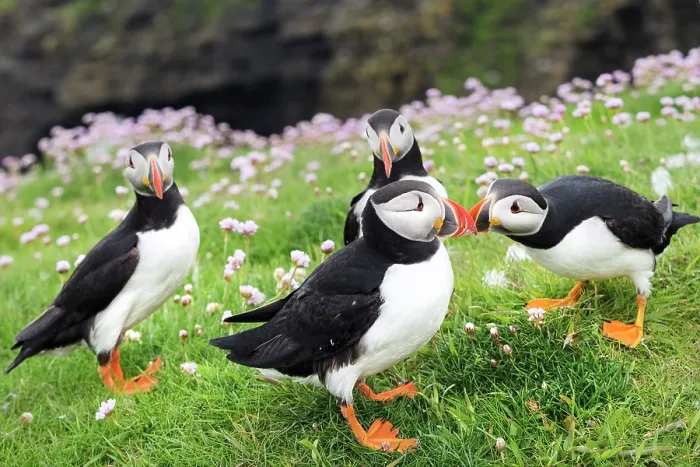 Framed Print : RF - Four Puffins (Fratercula arctica) standing on grassy cliff top with pink flowers, Noss, Shetland Islands, Scotland, UK. June Framed Print : RF - Four Puffins (Fratercula arctica) standing on grassy cliff top with pink flowers, Noss, Shetland Islands, Scotland, UK. June
