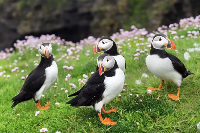 Framed Print : RF - Four Puffins (Fratercula arctica) standing on grassy cliff top with pink flowers, Noss, Shetland Islands, Scotland, UK. June Framed Print : RF - Four Puffins (Fratercula arctica) standing on grassy cliff top with pink flowers, Noss, Shetland Islands, Scotland, UK. June