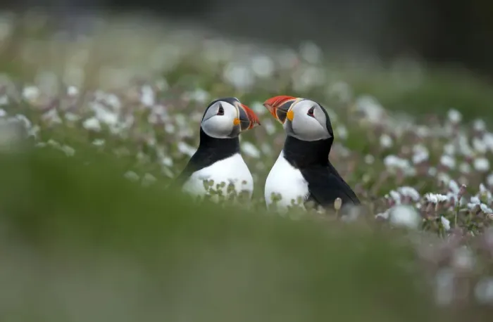 Framed Print : RF- Puffins (Fratercula) displaying. Skomer Island, Wales, UK. April Framed Print : RF- Puffins (Fratercula) displaying. Skomer Island, Wales, UK. April