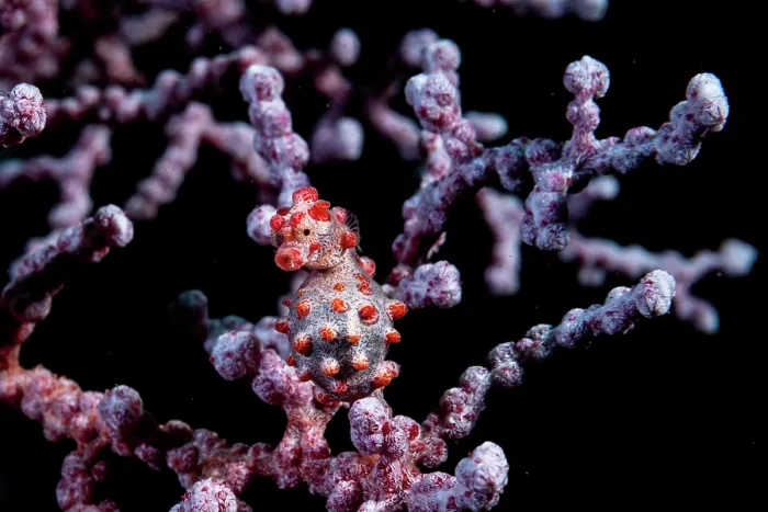 Framed Print : RF - Pygmy seahorse (Hippocampus bargibanti) camouflaged on a Sea fan (Muricella sp.) on a coral reef, Lembeh Strait, North Sulawesi, Indonesia, Pacific Ocean