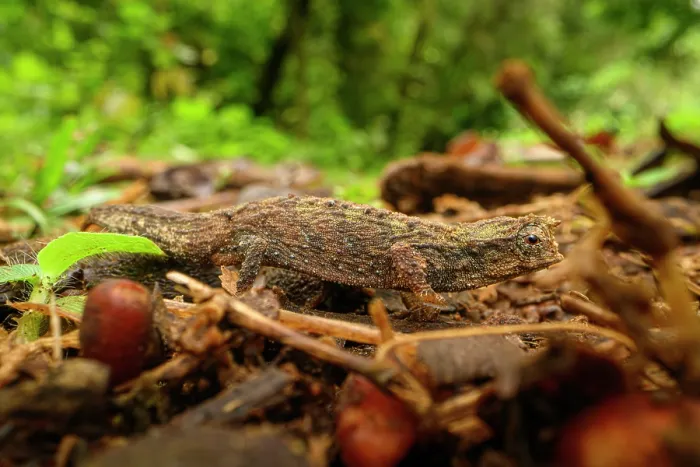 Framed Print : RF - Pygmy stump-tailed chameleon (Brookesia tuberculata) foraging on forest floor, Montagne d'Ambre National Park, northern Madagascar Framed Print : RF - Pygmy stump-tailed chameleon (Brookesia tuberculata) foraging on forest floor, Montagne d'Ambre National Park, northern Madagascar