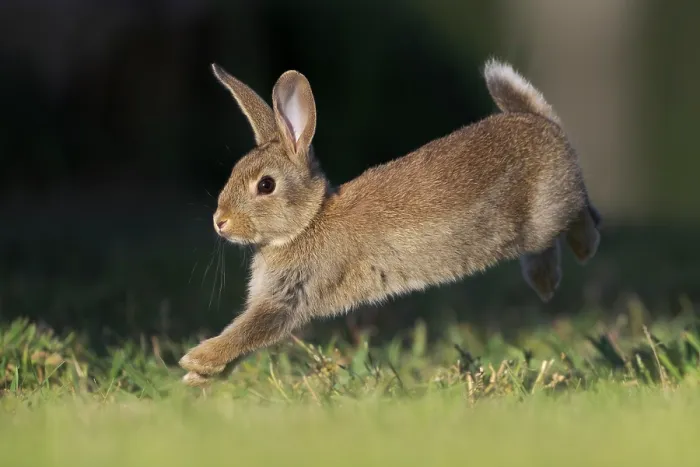 Framed Print : RF - Rabbit (Oryctolagus cuniculus) juvenile, running on grass, Canterbury, South Island, New Zealand. October Framed Print : RF - Rabbit (Oryctolagus cuniculus) juvenile, running on grass, Canterbury, South Island, New Zealand. October
