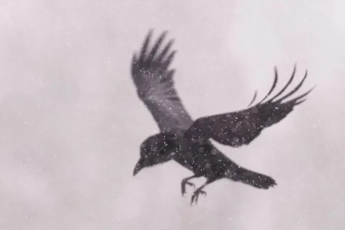 Framed Print : RF - Raven (Corvus corax) landing Vitbergets Nature Reserve, Vasterbotten Framed Print : RF - Raven (Corvus corax) landing Vitbergets Nature Reserve, Vasterbotten