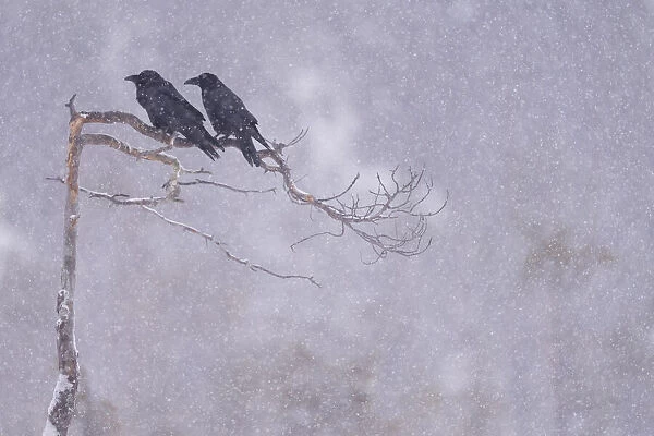 RF - Two Raven (Corvus corax) perched in tree, Vitbergets Nature Reserve, Vasterbotten