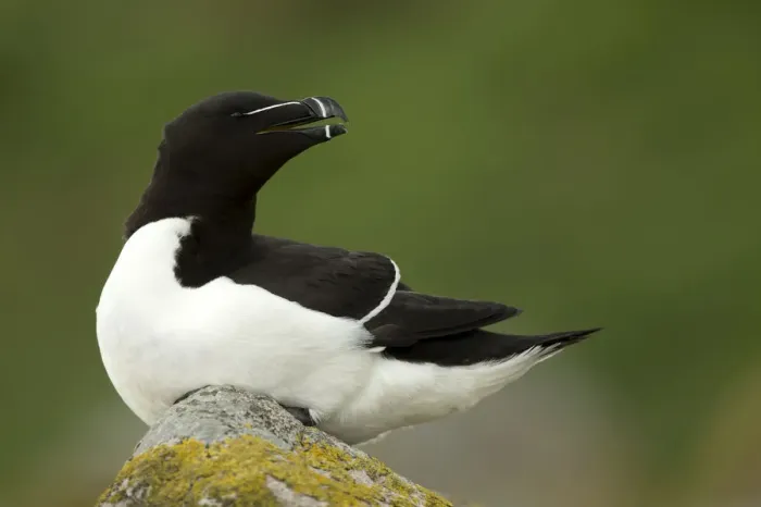 Framed Print : RF- Razorbill (Alca torda) resting on rocks. Great Saltee Island, County Wexford, Ireland Framed Print : RF- Razorbill (Alca torda) resting on rocks. Great Saltee Island, County Wexford, Ireland