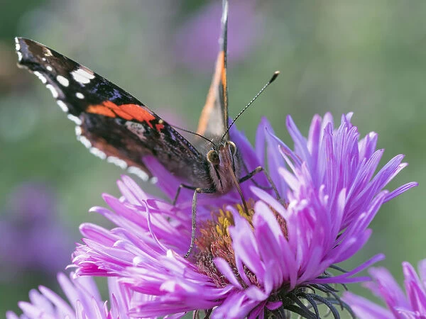RF - Red admiral butterfly (Vanessa atalanta) on Michaelmas daises (Aster amellus) in autumn