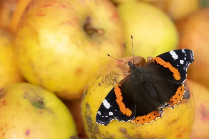 Framed Print : RF - Red admiral butterfly (Vanessa atalanta) feeding on rotten apples Framed Print : RF - Red admiral butterfly (Vanessa atalanta) feeding on rotten apples