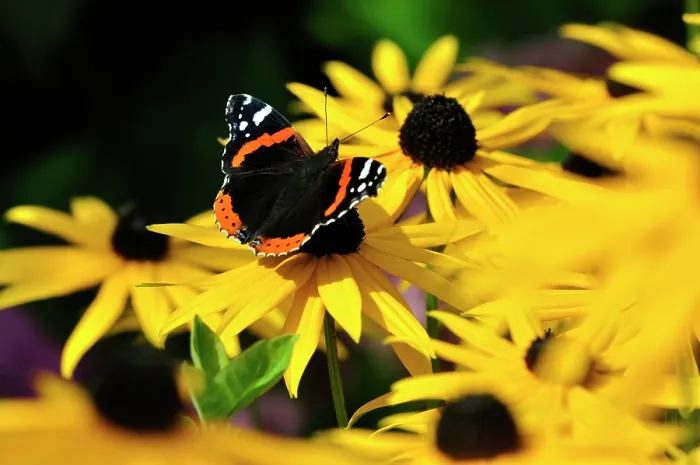 Framed Print : RF - Red admiral butterfly (vanessa atalanta) nectaring on Black-eyed-susans (Rudbeckia sp.) in a garden, Dorset, England, UK. September Framed Print : RF - Red admiral butterfly (vanessa atalanta) nectaring on Black-eyed-susans (Rudbeckia sp.) in a garden, Dorset, England, UK. September