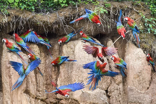 RF - Red-and-green macaw (Ara chloropterus) flock feeding and flying. Wall of clay lick